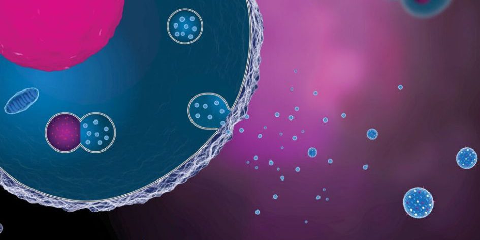 اگزوزوم چیست؟ چه کاربردی دارد؟